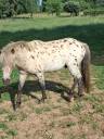 Dekhengst Bekend ras Te koop 2023 Appaloosa ,  Cadzar des bertaines