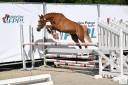 Merrie Franse rijpony PFS Te koop 2021 Vos ,  OPIUM DE TALMA