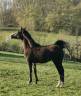 Veulen (vr) New Forest Te koop 2025 Schimmel ,  Othello De Rocamadour