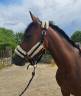 Merrie Franse rijpony PFS Te koop 2023 Donker bruin / bai