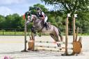 Ruin Franse rijpony PFS Te koop 2021 Schimmel