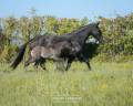 Draagmerrie Lusitano Te koop 2017 Zwart ,  URUBU II