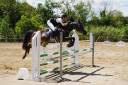Ruin Andere pony rassen Te koop 2012 Zwart