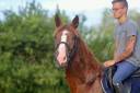 Ruin Onbekend paarden ras Te koop 2023 Vos