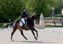 Ruin KWPN Nederlands sportpaard Te koop 2012 Bruin / Bai