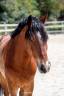 Ruin Franse rijpony PFS Te koop 2016 Donker bruin / bai ,  DEIN PRINZ SL