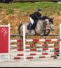 Merrie Franse rijpony PFS Te koop 2019 Donker bruin / bai ,  Carlson