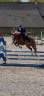 Ruin Franse rijpony PFS Te koop 2020 Vos