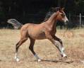 Merrie Welsh Pony (Section B) Te koop 2022 Vos
