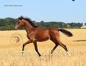 Veulen (vr) Welsh Pony (Section B) Te koop 2026 Donker bruin / bai