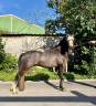 Ruin Welsh Pony (Section C) Te koop 2023 Schimmel