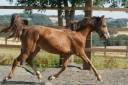 Veulen (vr) Franse rijpony PFS Te koop 2025 Vos ,  Carwyn d'isky
