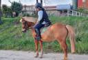 Hengst Shetland Te koop 2014 Vos