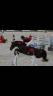 Merrie Franse rijpony PFS Half pension 2017 Bruin / Bai