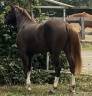 Veulen (vr) Franse rijpony PFS Delen 2023 Koffie vos ,  hwen d&rsquo;o
