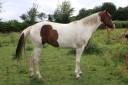 Veulen (vr) Paint Horse Te koop 2020 Bontzwart