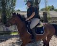 Merrie Franse rijpony PFS Te koop 2022 Donker bruin / bai ,  COCKTAIL DE FOUGNARD