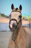 Hengst Franse rijpony PFS Te koop 2020 Isabel