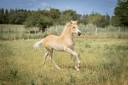 Veulen (vr) Haflinger Te koop 2026 Vos ,  No Records.
