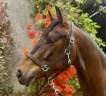 Ruin Franse rijpony PFS Te koop 2022 Donker bruin / bai ,  Armitages Boy