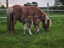 Merrie Shetland Te koop 2017 Vos