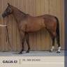 Merrie Volbloed Te koop 2022 Donker bruin / bai ,  RULER OF THE WORLD (IRE)