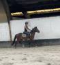 Ruin New Forest Te koop 2023 Donker bruin / bai