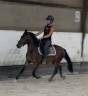 Ruin New Forest Te koop 2023 Donker bruin / bai