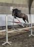 Ruin New Forest Te koop 2023 Donker bruin / bai