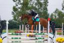 Merrie Selle Fran&ccedil;ais Te koop 2012 Donker bruin / bai ,  DAMIRO B