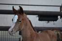 Dekhengst Arabier Te koop 2019 Schimmel ,  L.a kronos