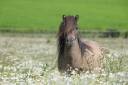 Draagmerrie Shetland Te koop 2017 Wildkleur ,  Amos de Cabue