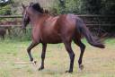 Draagmerrie Franse draver  Te koop 2018 Donker bruin / bai