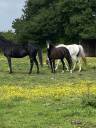 Merrie Welsh Partbred Te koop 2022 Zwart