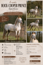 Dekhengst Appaloosa Te koop 2014 Overige kleuren