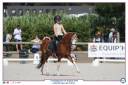 Dekhengst Welsh Pony (Section B) Te koop 2013 Vos