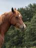 Merrie Welsh Partbred Te koop 2021 Vos