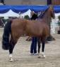 Veulen (vr) Franse rijpony PFS Te koop 2026 Lichte manen en staart ,  DOUBLE PLEASURE