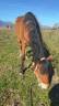 Ruin Connemara Half pension 2020 Donker bruin / bai