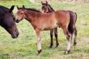 Veulen (ml) Connemara Te koop 2026 Donker bruin / bai ,  Calix de Vuzit