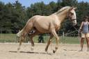 Hengst Lusitano Te koop 2024 Bruin / Bai