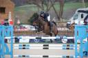 Ruin Franse rijpony PFS Te koop 2015 Donker bruin / bai