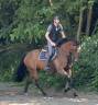 Merrie KWPN Nederlands sportpaard Te koop 2014 Donker bruin / bai