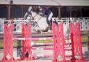 Ruin Franse rijpony PFS Te koop 2014 Schimmel