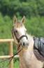 Merrie Andere pony rassen Te koop 2022 Schimmel