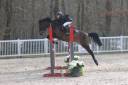Ruin Franse rijpony PFS Te koop 2013 Donker bruin / bai ,  IOWA