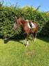 Merrie Welsh Pony (Section D), Welsh Cob  Te koop 2018 Koffie vos