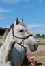 Ruin New Forest Te koop 2020 Schimmel ,  SNOOPY DES ETISSES