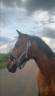 Merrie Ras onbekend Te koop 2019 Donker bruin / bai