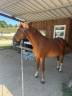 Ruin Welsh Partbred Te koop 2015 Vos ,  Mister Van Het Schaverdijke